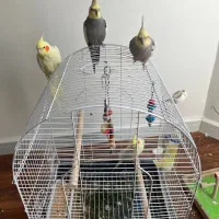 عروس هلندی دستی|پرنده|تهران, سهروردی|دیوار