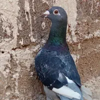 پرنده