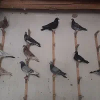 دسته۲۷ تایی پلاکی