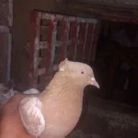 کفتر های خوبی هستن بپر گره