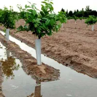 انجام صفرتاصد تمامی خدمات‌ باغبانی و درخت وگل‌کاری