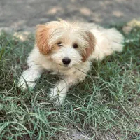 سگ پا کوتاه|سگ|علی‌آباد کتول, |دیوار