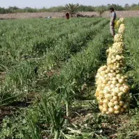 زمین کشاورزی در کهنوج اجاره داده میشود.