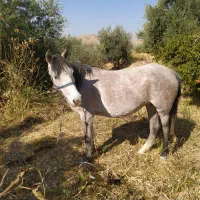 یه عدد مادیان چهارسال زیبا و عزیز|اسب و تجهیزات اسب‌سواری|سرپل ذهاب, |دیوار