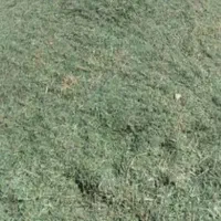 یونجه