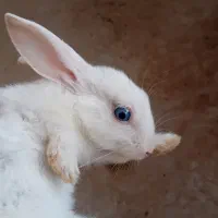 فروش ۴ خرگوش گدم آباد