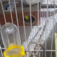 طوطی عروس و مرغ عشق|پرنده|قزوین, |دیوار