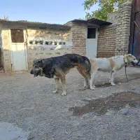 واگذاری توله|سگ|محمدیه-قزوین, |دیوار