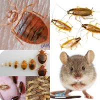 شرکت سمپاشی/باضمانت/موریانه زدایی*سوسک ریز ساس موش