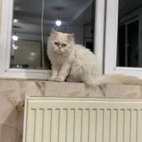 گربه پرشین|گربه|کرمانشاه, |دیوار