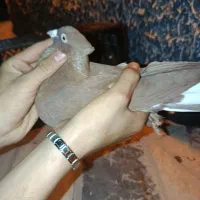 کبوتر سینه سیاه دم سفید سرخ