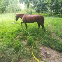 اسب مادیون کرد