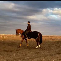 اموزش اسب سواری