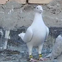 دسته کفتر پلاکی و جفت شوریستر|پرنده|شیراز, دانشگاه شیراز|دیوار