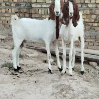 دوعدد کولار پاکستانی آبستن شکم اول