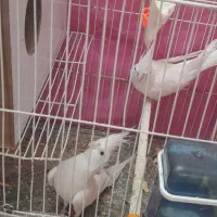 عروس هلندی|پرنده|قوچان, |دیوار