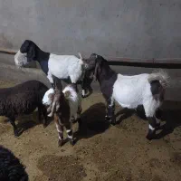 بزغاله پاکستانی اصل برای نسل کشی|حیوانات مزرعه|رزن, |دیوار