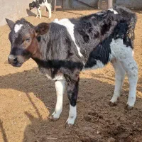 گوساله ماده