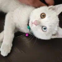 گربه چشم دو رنگ واگذاری|گربه|شیراز, پودنک|دیوار