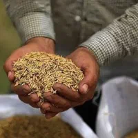 برنج ایرانی ، برنج شمال ، طارم سنگی|خوردنی و آشامیدنی|تهران, زرگنده|دیوار