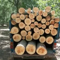 خرید انواع چوب قلمه و بید و گردو و..|خدمات باغبانی و درختکاری|چالدران, |دیوار