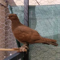 جوجه کبوتر راعبی