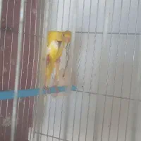 قناری|پرنده|نجفآباد, ویلاشهر|دیوار