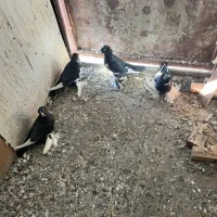 کبوتر پرنده