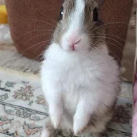 خرگوش مینیاتوری