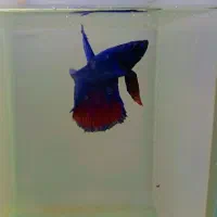 فایتر هافمون|ماهی|هشتگرد, شهرک اقدسیه|دیوار