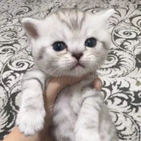 بچه گربه پرشین اسکاتیش