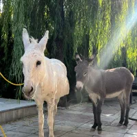 خر ماده مادر و دختر