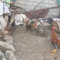 سوسنگردروستای شهرک مرعی