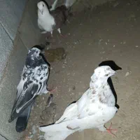 کبوتر دورگ|پرنده|کلاله, |دیوار