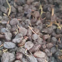 کشمش آفتابی درشت بوانات|خوردنی و آشامیدنی|بوانات, |دیوار