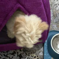 سگ نر|سگ|نهاوند, |دیوار