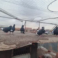 کبوتر پرنده|پرنده|کرمان, |دیوار