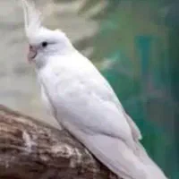 عروس هلندیالبینو.گمشده