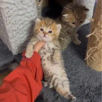 واگذاری گربه|گربه|رودسر, |دیوار