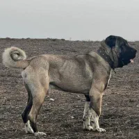 سگ کانگال برای جفتگیری
