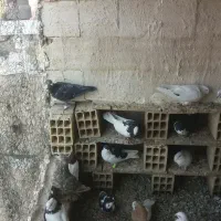 فروش فوری فوری|پرنده|تاکستان, |دیوار