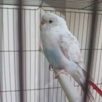 مرغ عشق گمشده