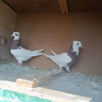 کبوتر طوقی|پرنده|کازرون, |دیوار