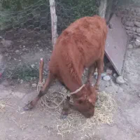 گوساله ماده|حیوانات مزرعه|خدا آفرین, |دیوار