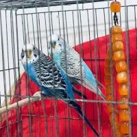 مرغ عشق|پرنده|فومن, |دیوار