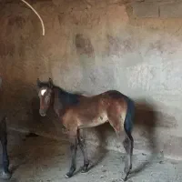 کره مادیان 3ماهه نژاد یورقه