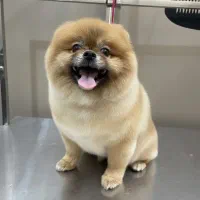 آرایشگاه حیوانات و دامپزشکی در اشرفی اصفهانی|خدمات پیشه و مهارت|تهران, سردارجنگل|دیوار