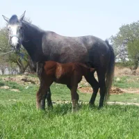 اسب مادیان کرد