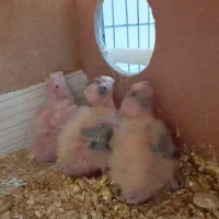 عروس هلندی با جوجه۴