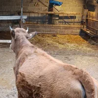 فروش گوساله دورگ ماده جوان|حیوانات مزرعه|بهشهر, |دیوار